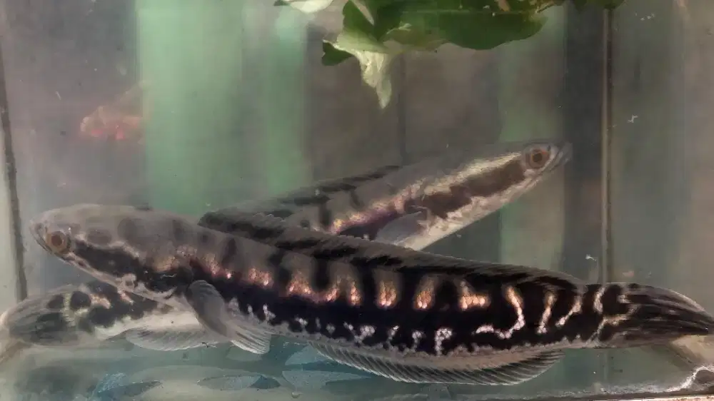 Toman 36-38 cm mamer unggu