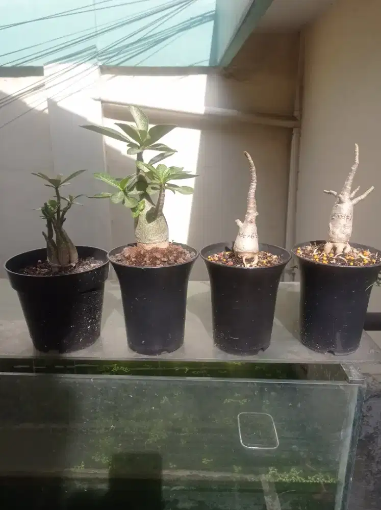 Adenium akar emas