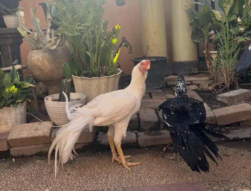 Ayam hias blt di jual