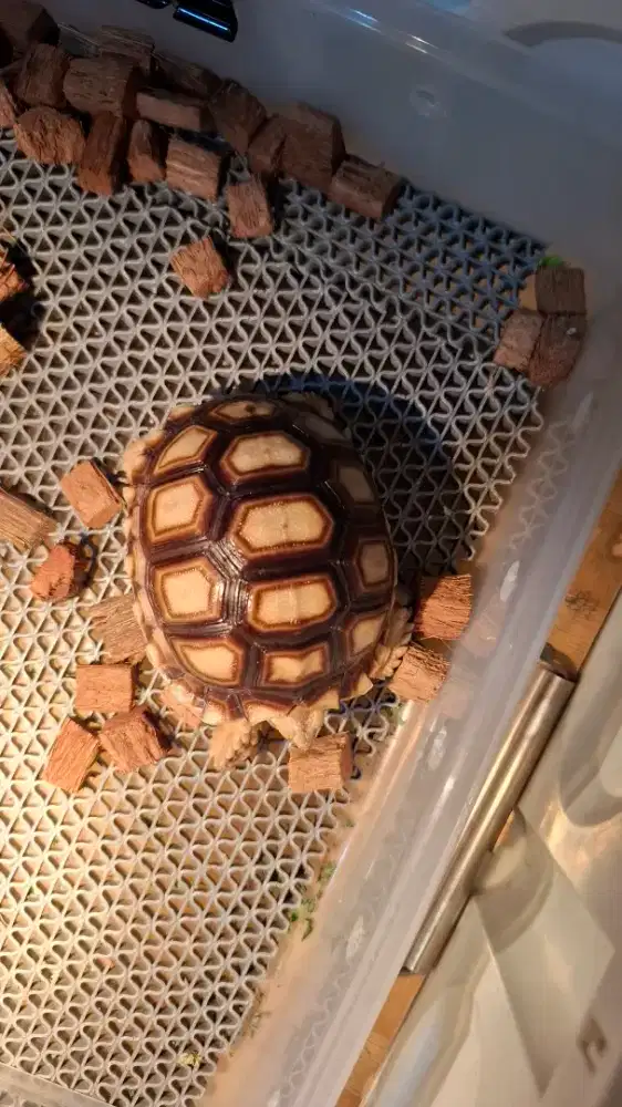 Kura-Kura Darat Sulcata