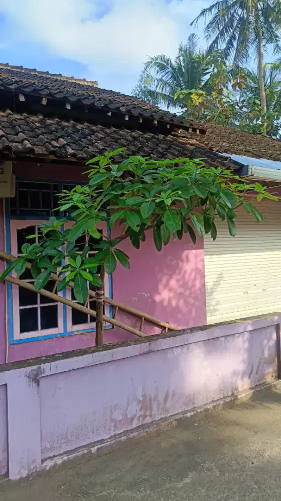 Pohon pule perindang