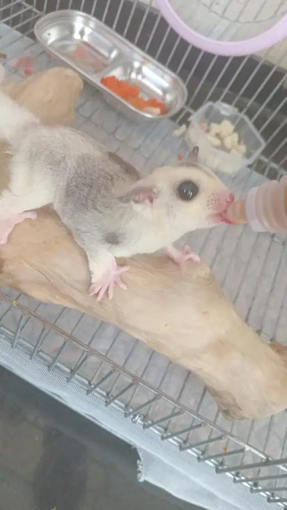 Dijual sugar glider ada beberapa jenis