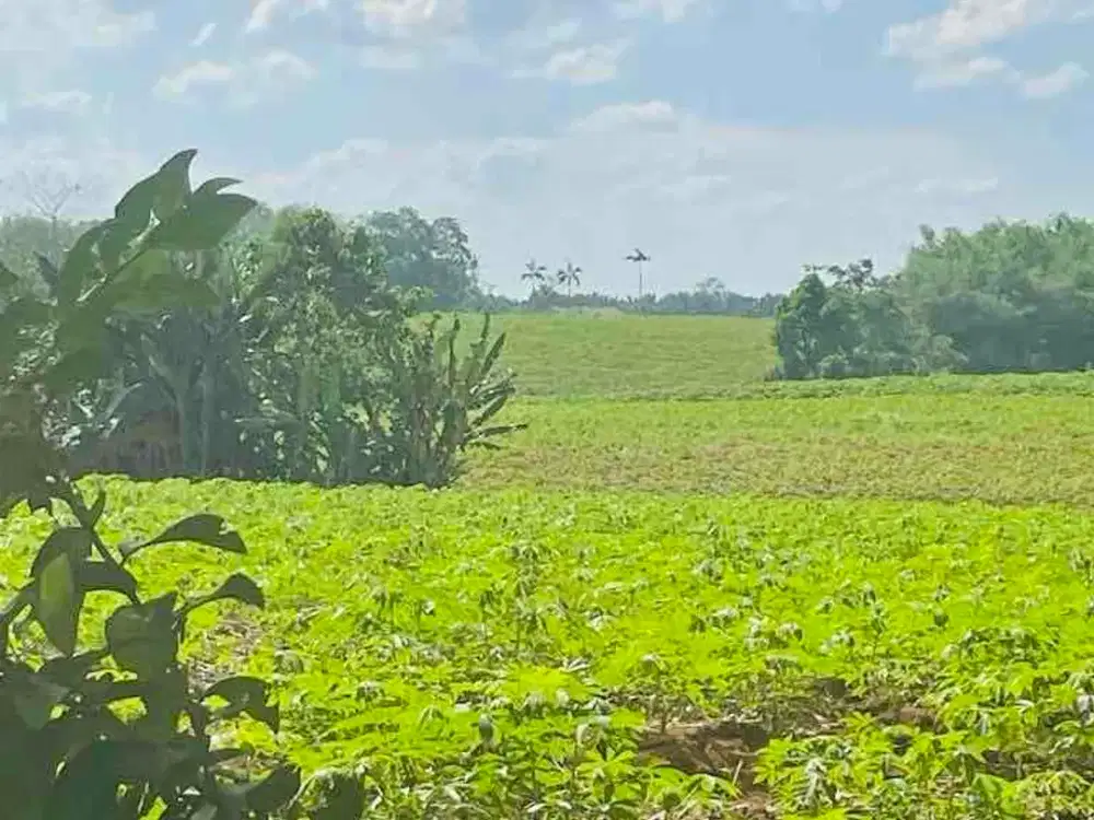 Tanah 3,2 Ha  Kotabumi Lampung Utara Siap Bangun