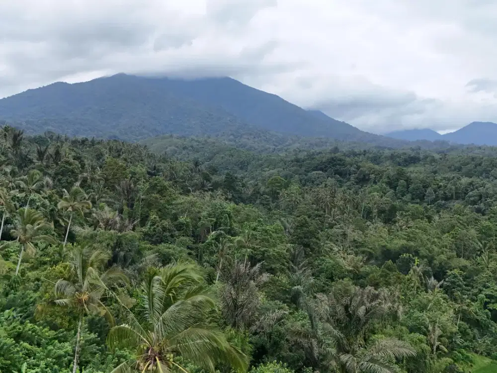 Kebun kopi Robusta dengan view sawah dan gunung di tabanan bali