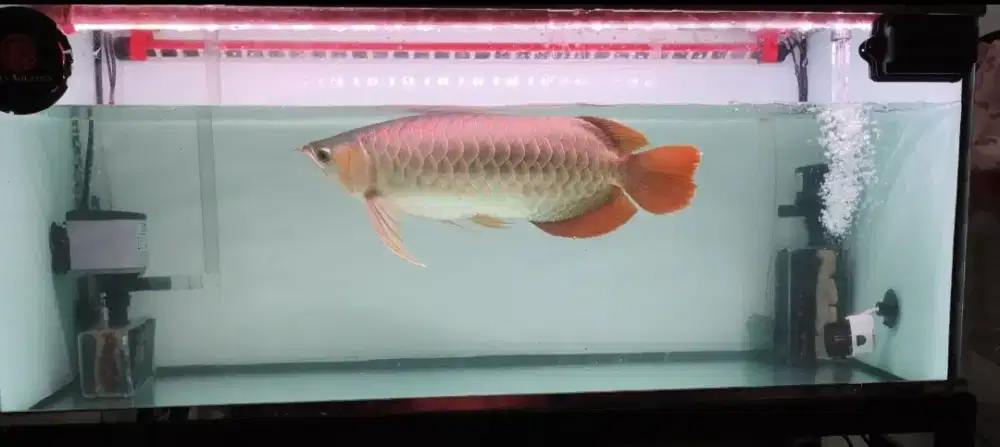 Arwana Super Red Chip Tanem Trens Aquatic 45cm up