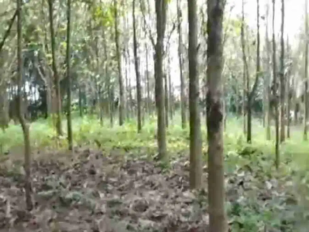 Dijual Lahan Kebun Jati di Cijeruk Bogor