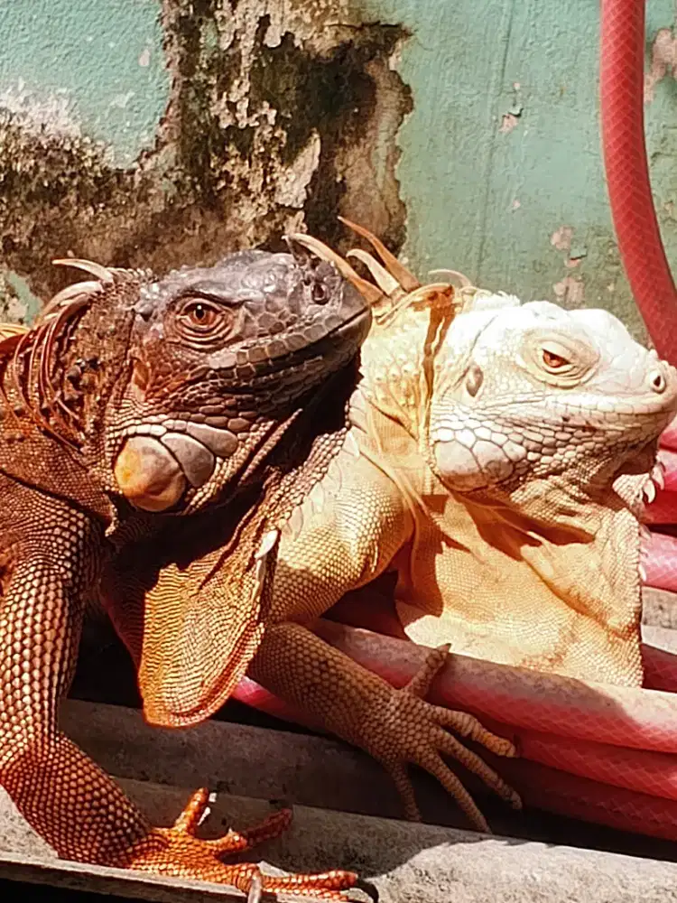 Super red cewe size indukan (minus)