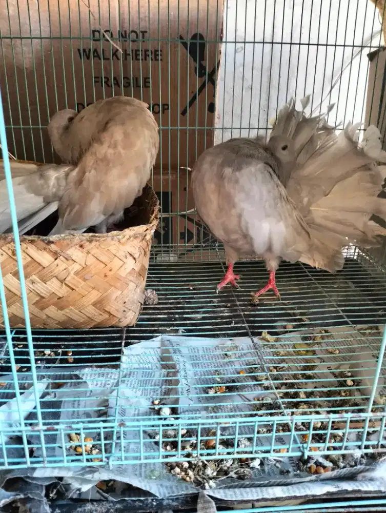 Merpati EF Silver Sepasang - Jarang Ada