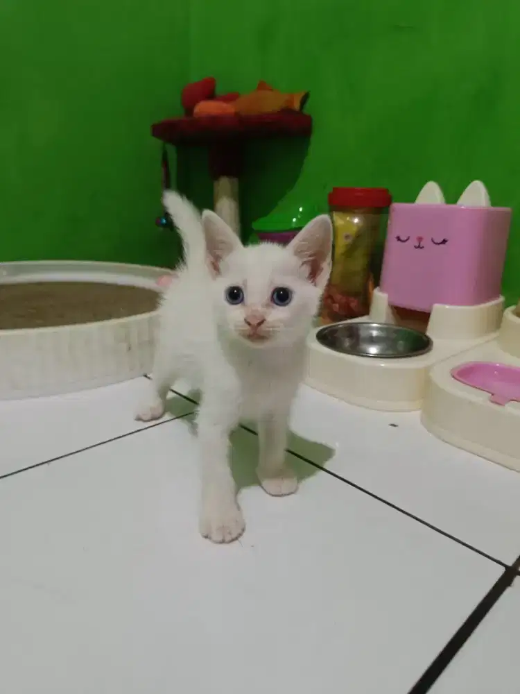 Kitten betina mata biru