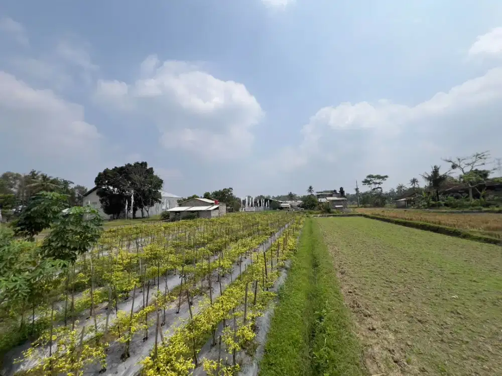 TANAH TERMURAH NEMPEL JALAN RAYA SLEMAN JOGJA