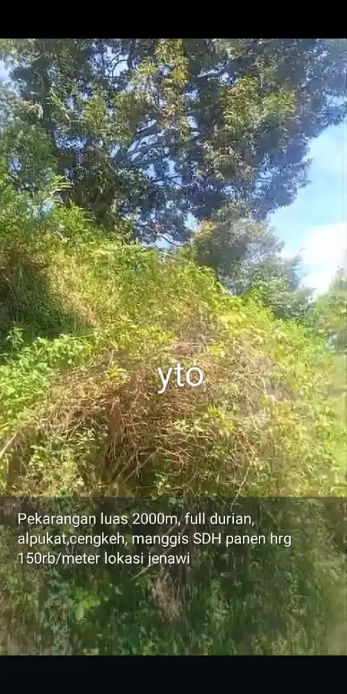 Jual kebun macam2 buahnya lokasi Jenawi lt 2000m hrg 150rb/MTR nego