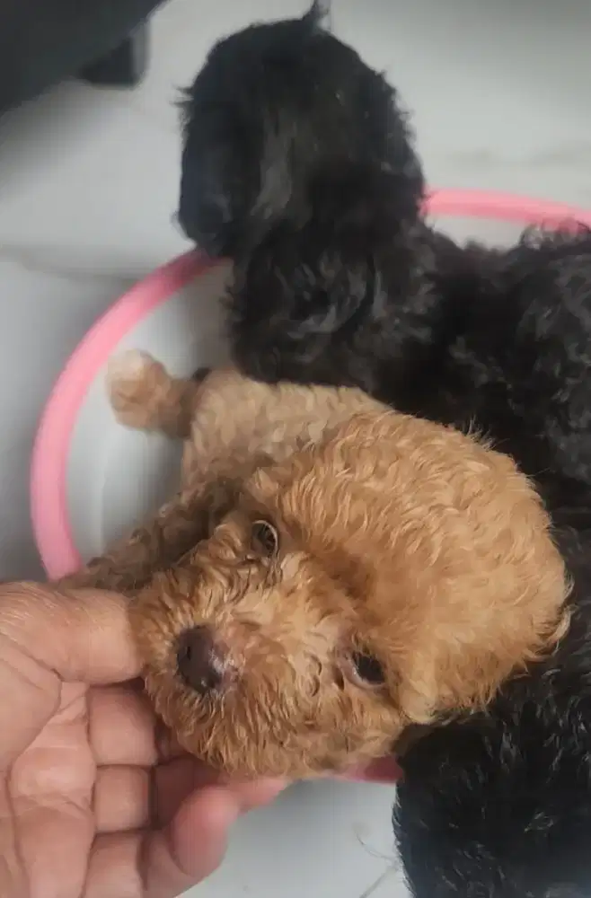 Dijual Anak anjing Poodle Jantan dan Betina