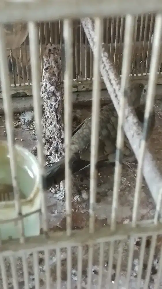 Katuranggan Sri Tumpuk