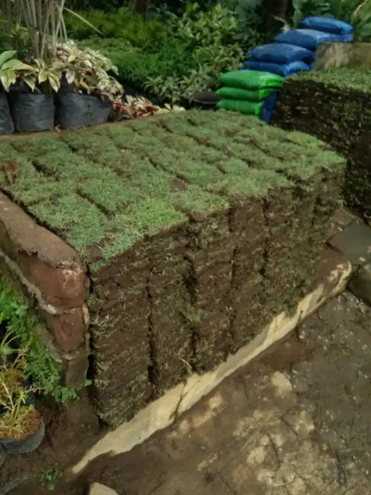 Rumput ( jepang & gajah mini )