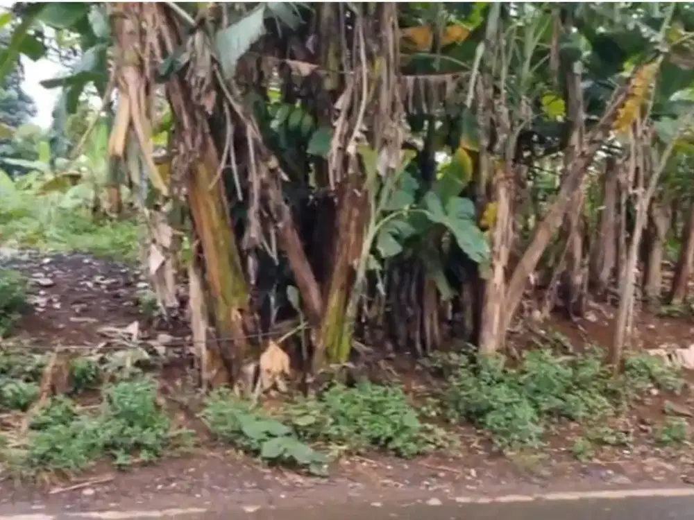 DIJUAL TANAH BESAR AKSES  SIAP USAHA JALAN RAYA SUDAH HAK MILIK DI BSD