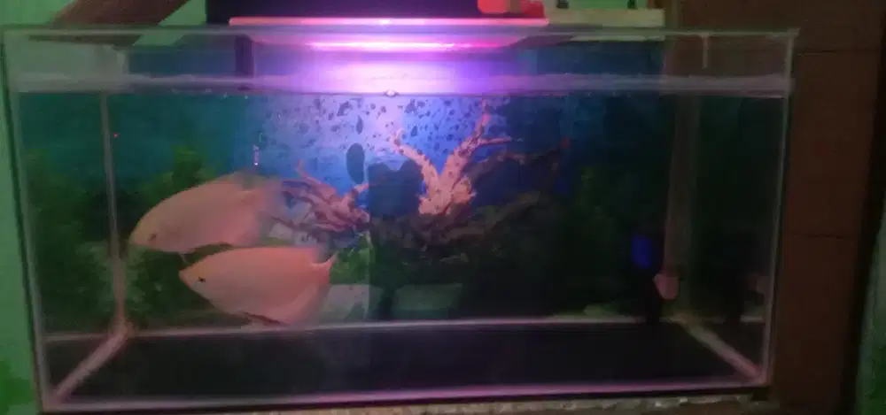 Di jual cepat aguarium plus ikan 2 ekor