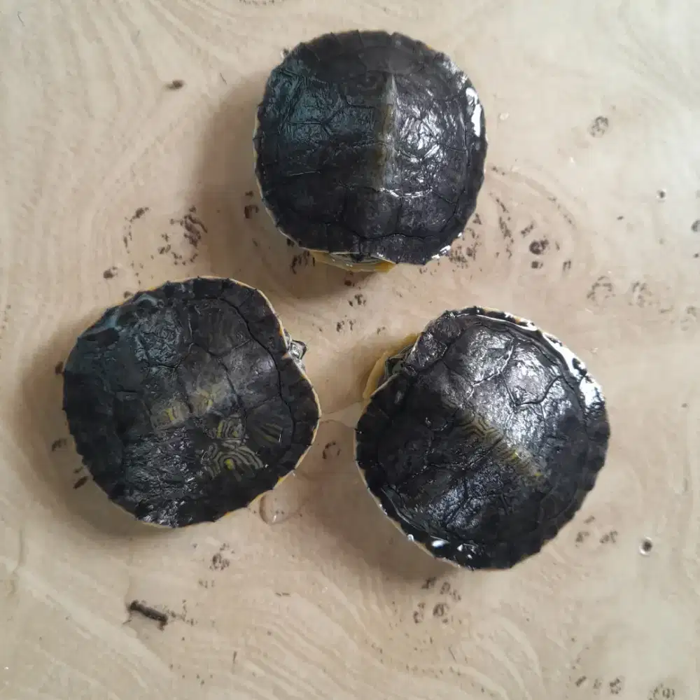 Kura Yellowbelly x Troostii baby