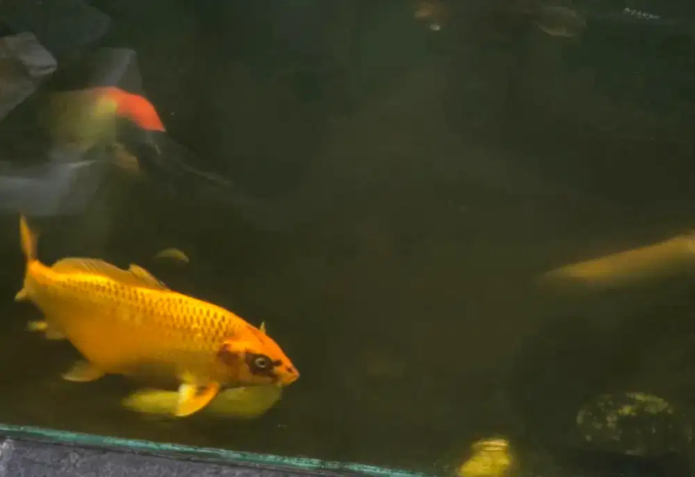 Buy 1 get 2 ikan Koi matsuba  size 45 + bonus shusui size 25