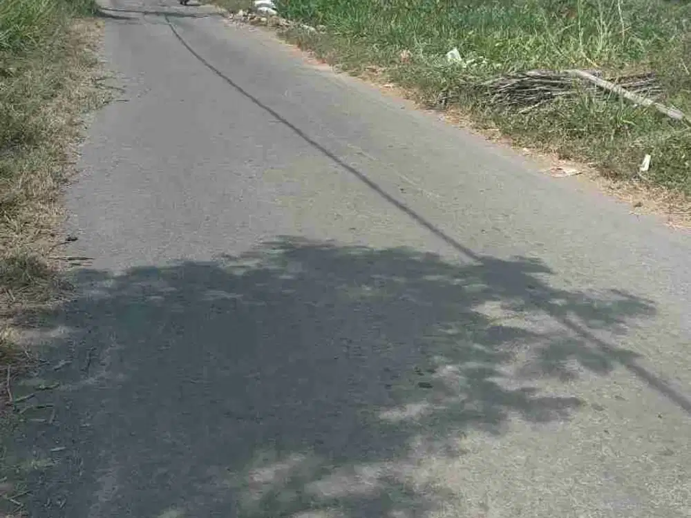 Dijual Tanah sawah 2500m ld 20m di manisrenggo sangat murah