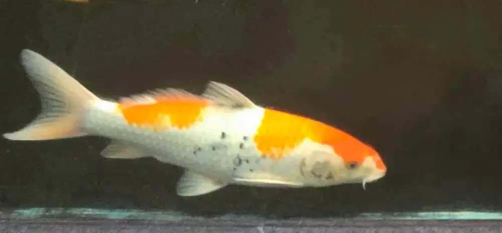 Ikan koi showa 45 up