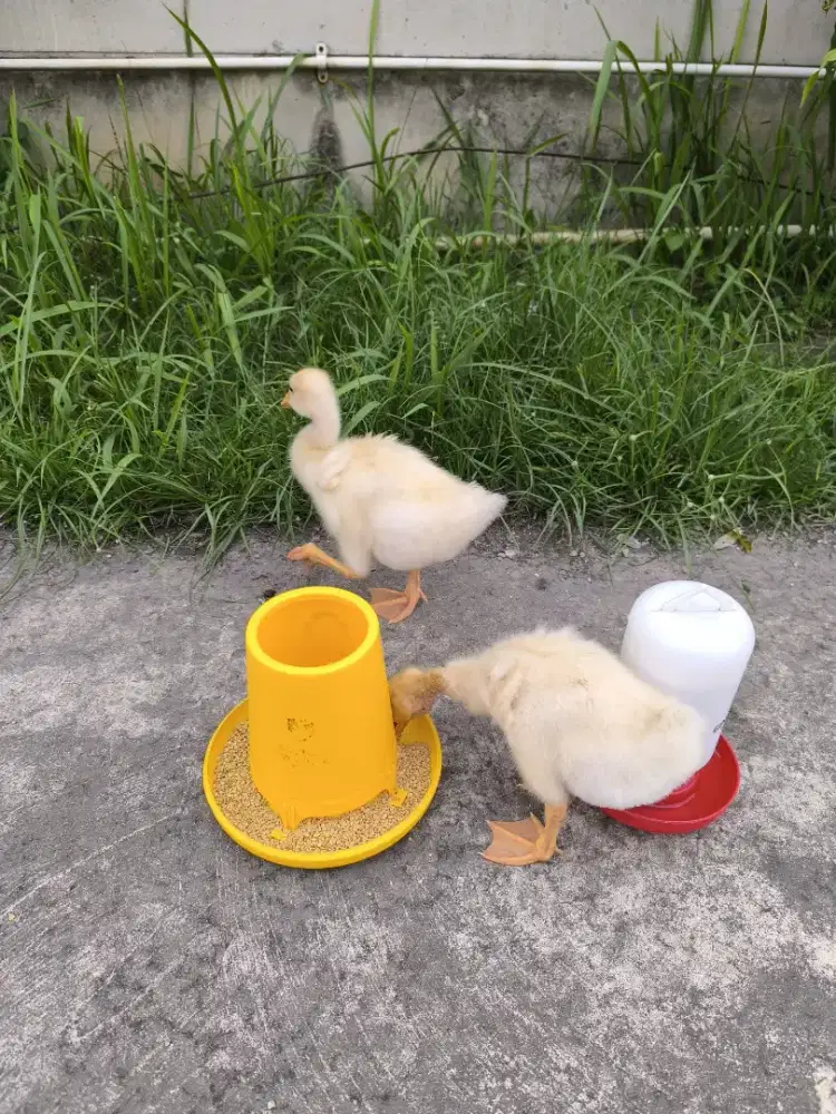 Anak Angsa Jumbo Sepasang