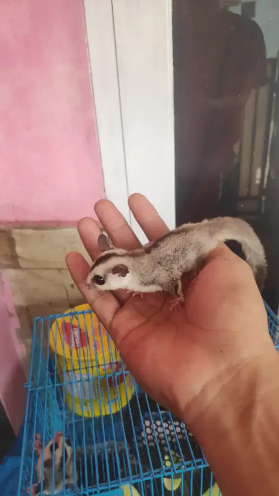 Sugar Glider/SG Joey White Face