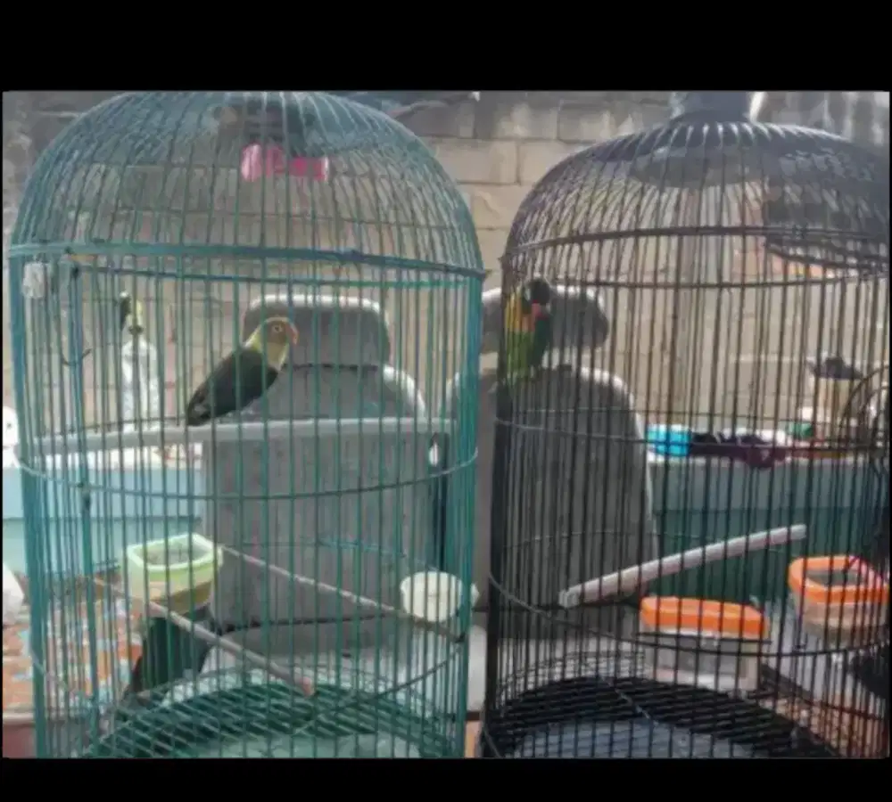 Jual burung love bird 1 pasang