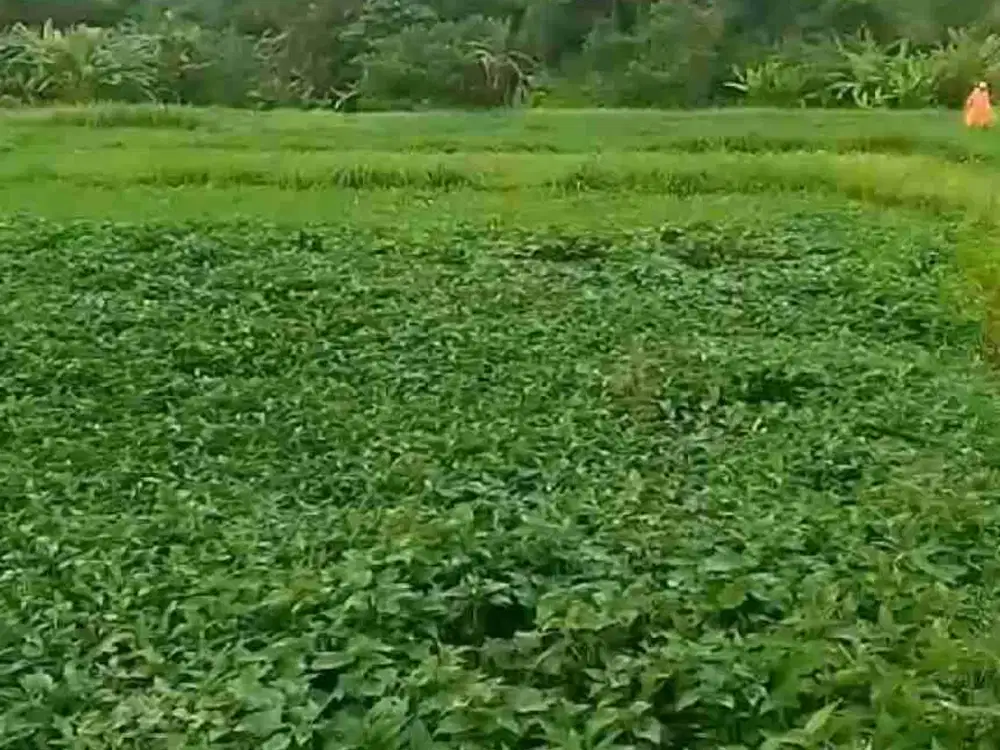 DIJUAL TANAH LUAS DI UMALAS BUMBAK KEROBOKAN KUTA BADUNG