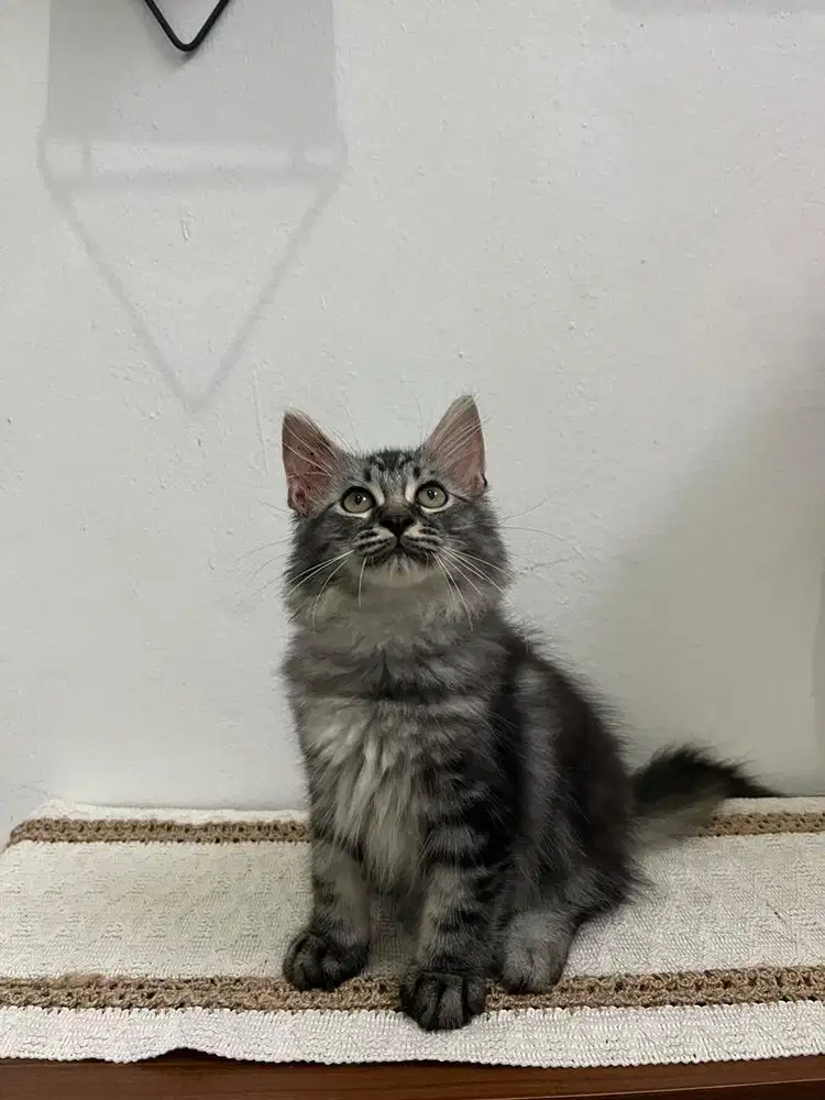 Kucing kitten persia longhair