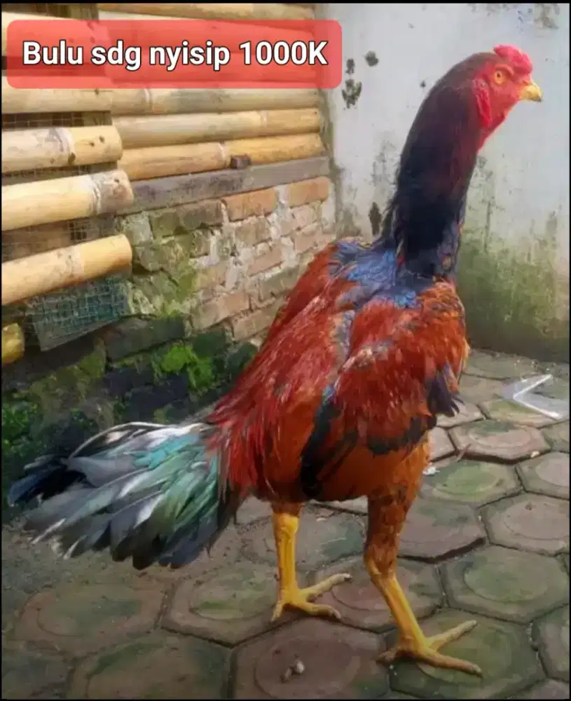 Ayam dari Kandang Pandawa - G.Johor Medan