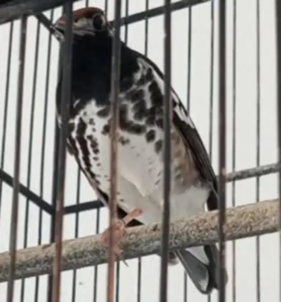 Anis kembang jantan mulus wiksar