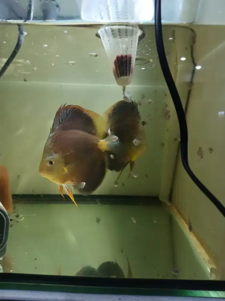Ikan discus leopard
