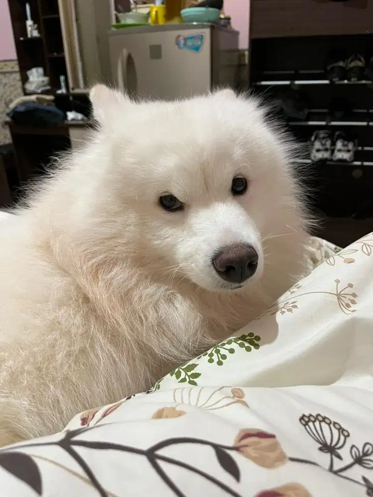 Dijual Anjing Samoyed