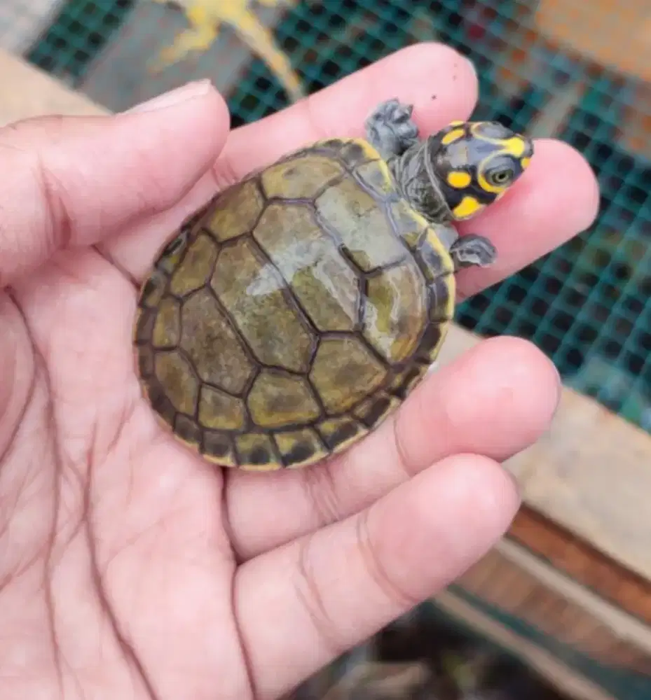 KURA BADUT SIZE 6-7 CM BONUS KURA AMBON