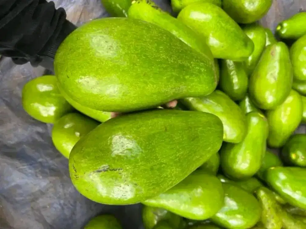 Alpukat Mentega Siger Medan, Jual Partaian pengiriman dari Medan