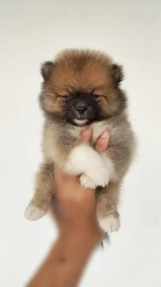 Minipom super gemoy
