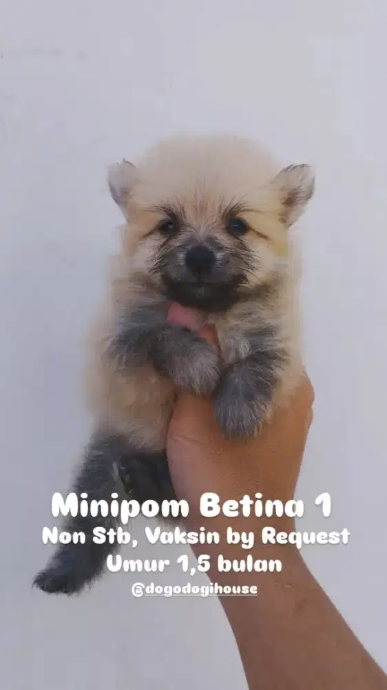 Minipom nonstambum