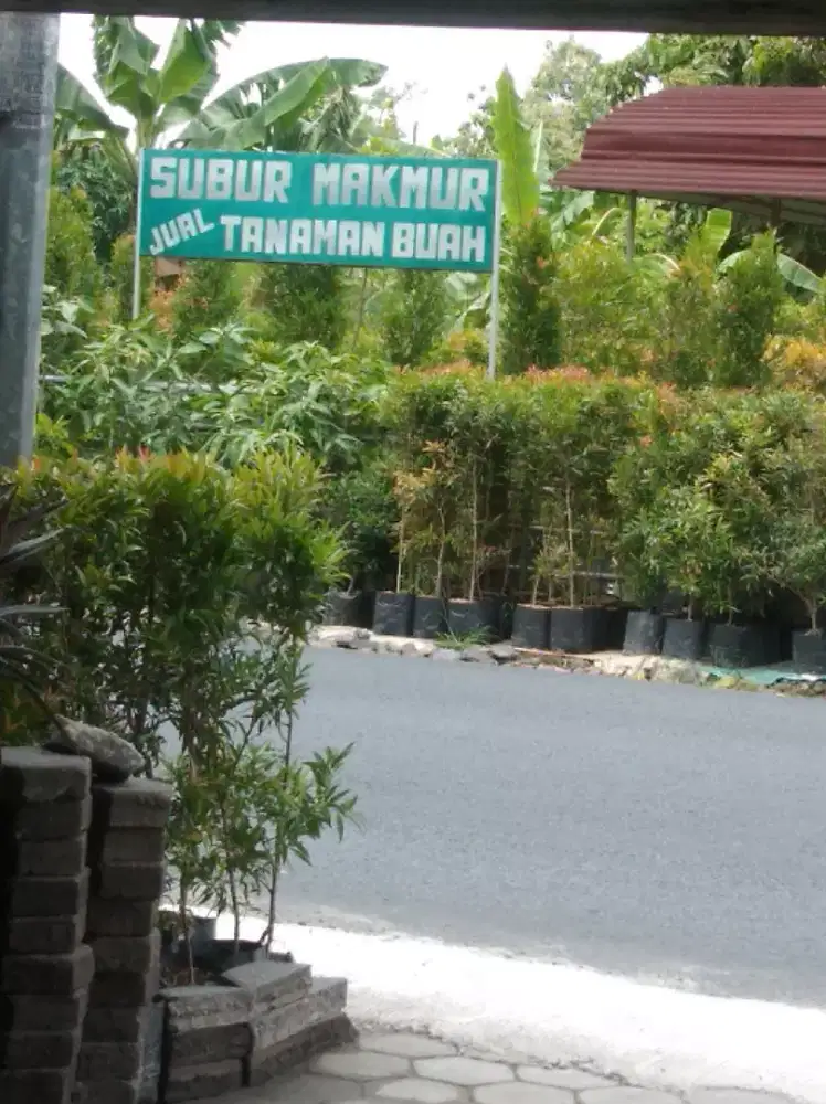 Tanaman hias daun pucuk merah