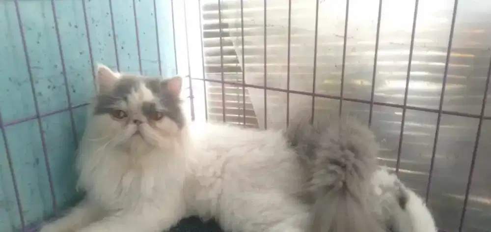 Kucing Peaknose Betina