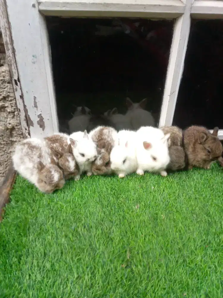 Kelinci Netherland dwarf