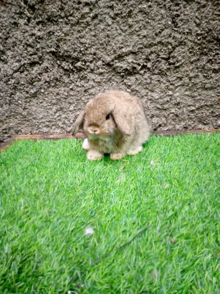 Kelinci Holland lop