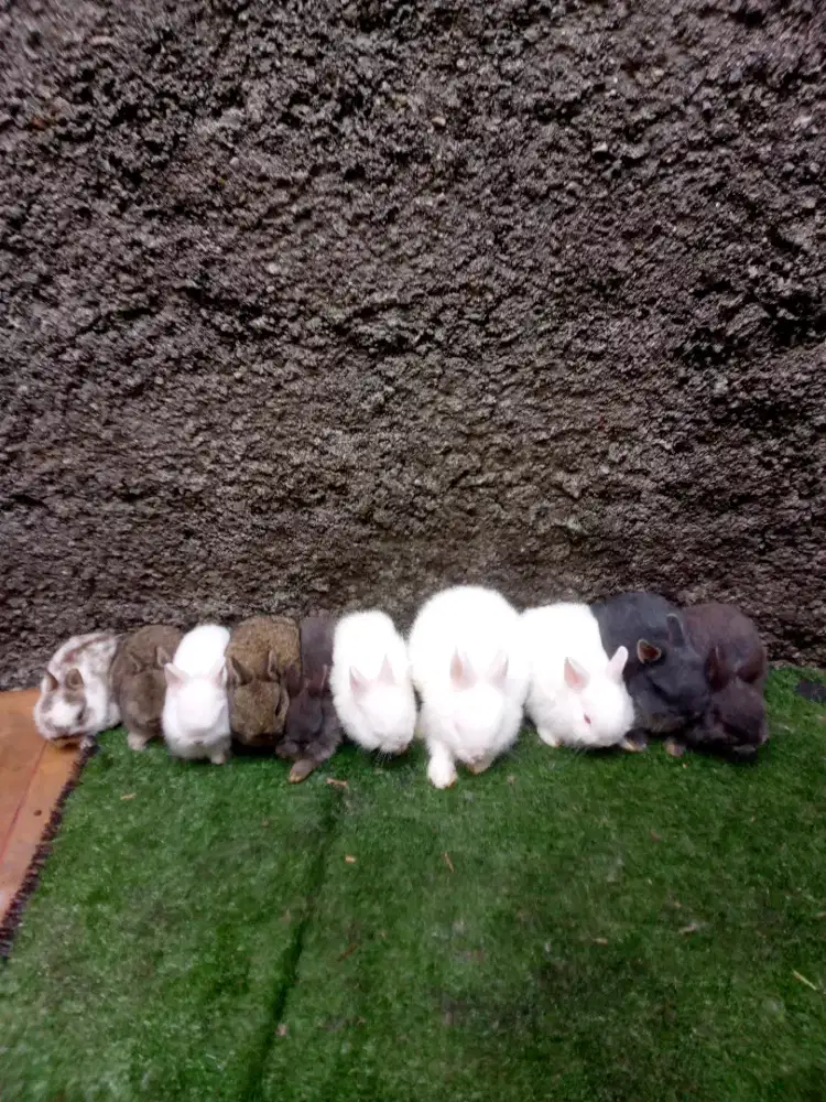 Kelinci hias Netherland dwarft