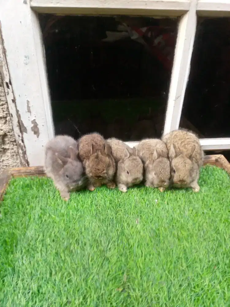 Kelinci Netherland dwarft sepasang