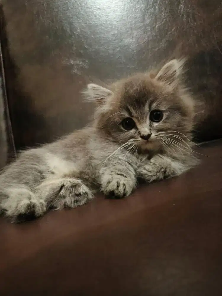 Kitten MUnchkin Minuet