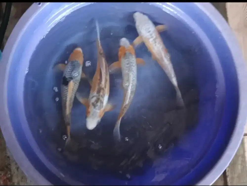 Ikan koi jenis Shisui asagi