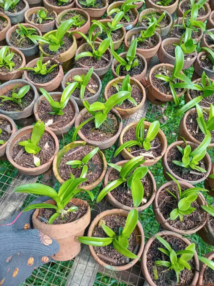 Bibit anggrek seedling dendro