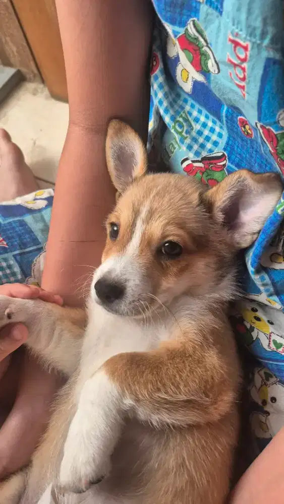 Anjing  mix Jack Russel + corgi