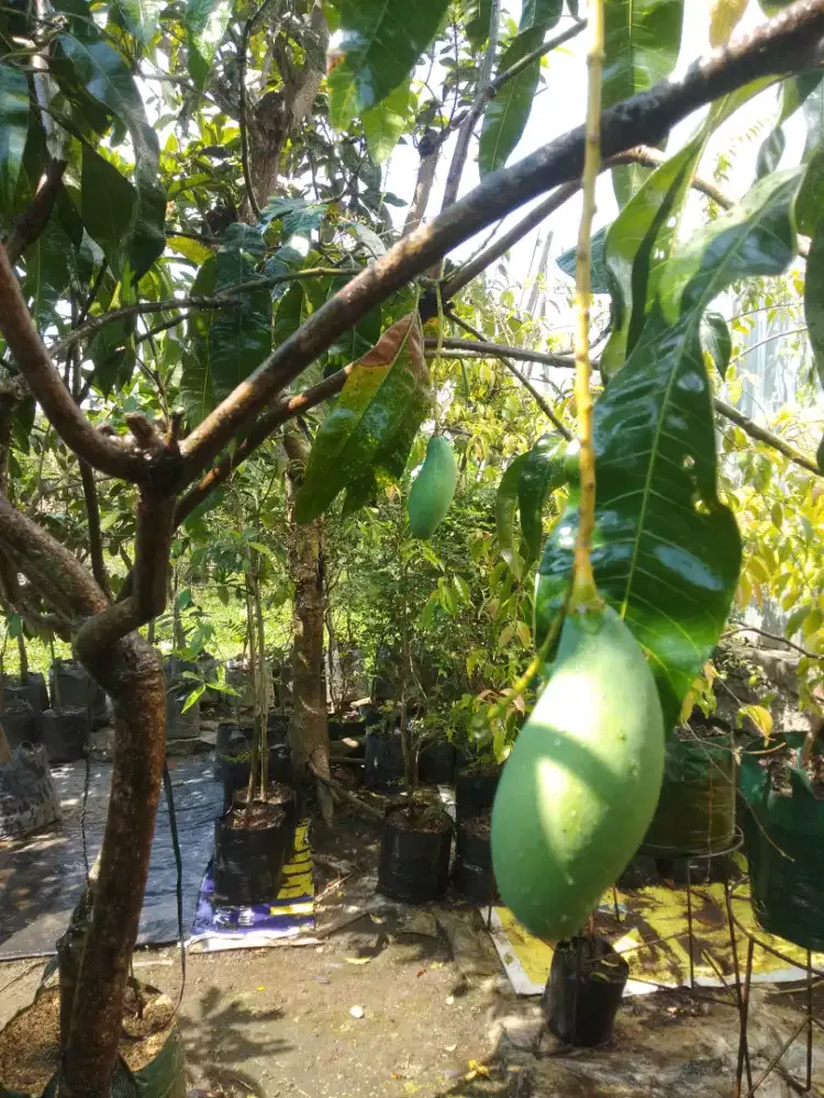Tanaman buah-buahan dan perindang