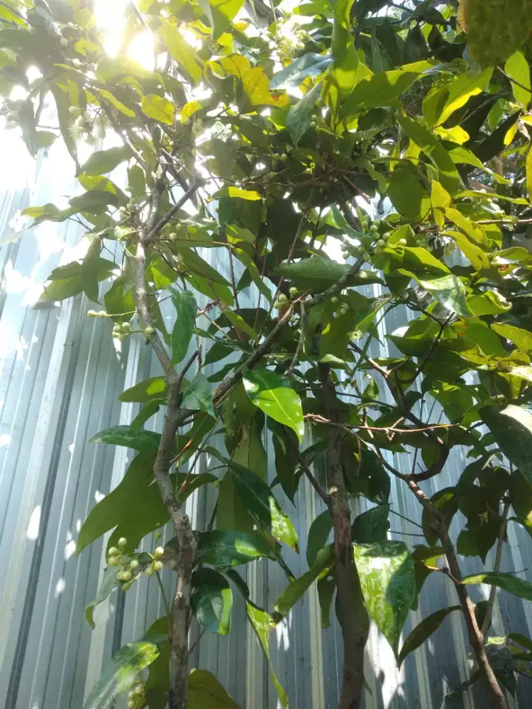 Tanaman buah-buahan dan perindang