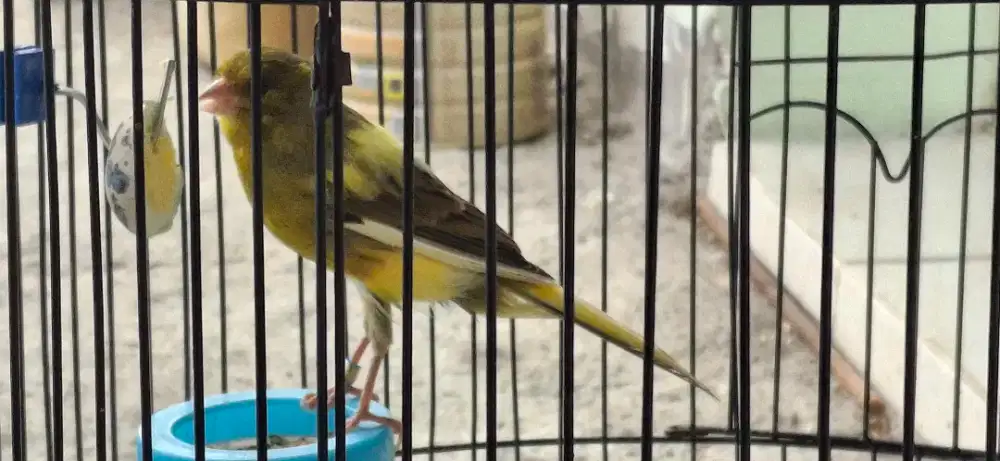 F1 YS POSTUR ANTI BANJIR